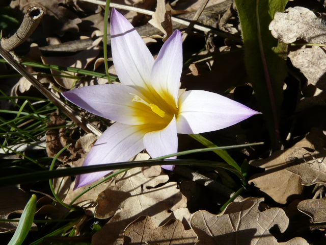 Romulea...ma quale? (bulbocosium, ligustica e ramiflora)